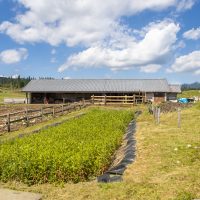 Malga Marcesina - II lotto