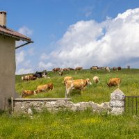 Malga Bertiaga di dietro