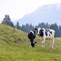 I pascoli alti dei Larici - The high pastures of Larici - Die Hochweiden von Larici