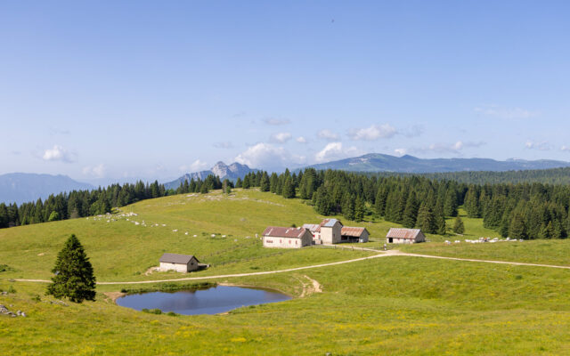 Sulle pendici del Monte Verena - On the slopes of Monte Verena - An den Hängen des Monte Verena